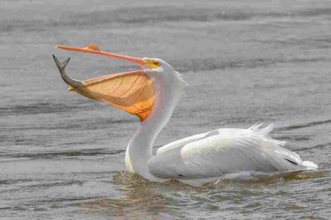 Veliki beli pelikan (Pelecanus onocrotalus)