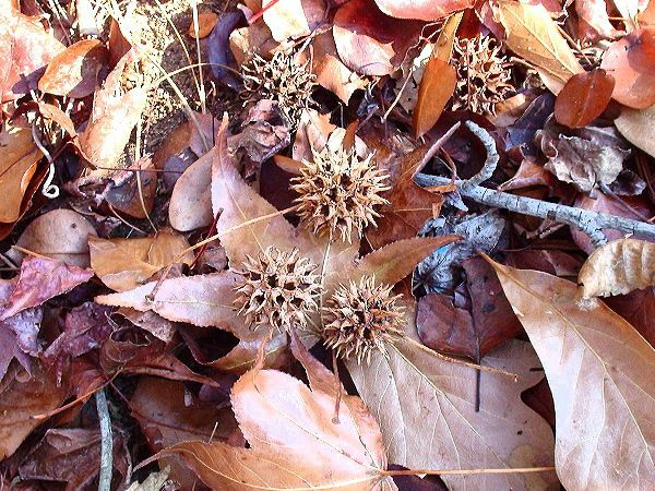 Sweetgum kroglice