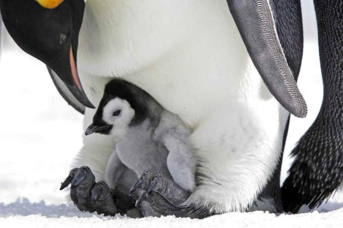 Cesarski pingvin piščanec na očetovih nogah.