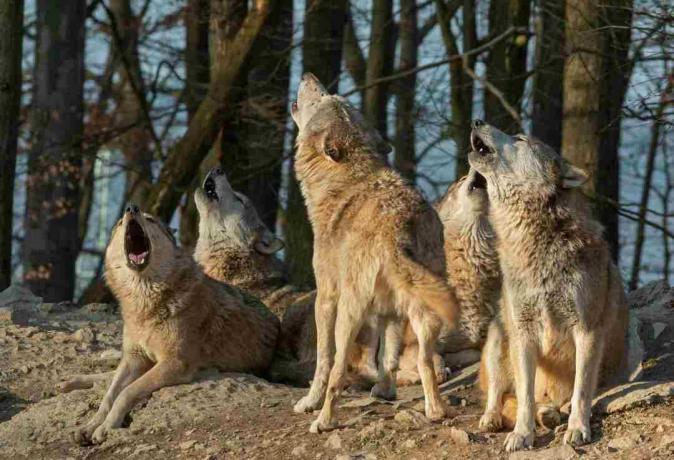 Zavijajo kanadski timberwolves pred gozdom.