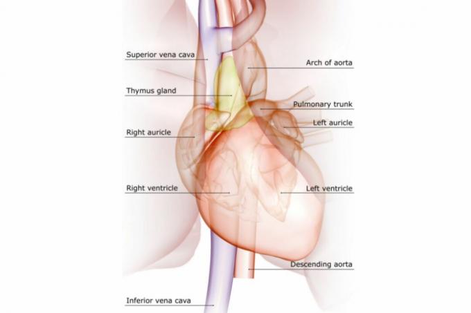 Večje vene in arterije srca so na diagramu označene.