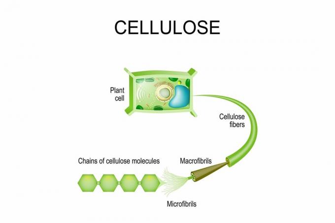 Celuloza v rastlinah