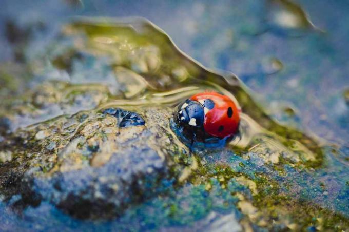 Ladybug v luži.