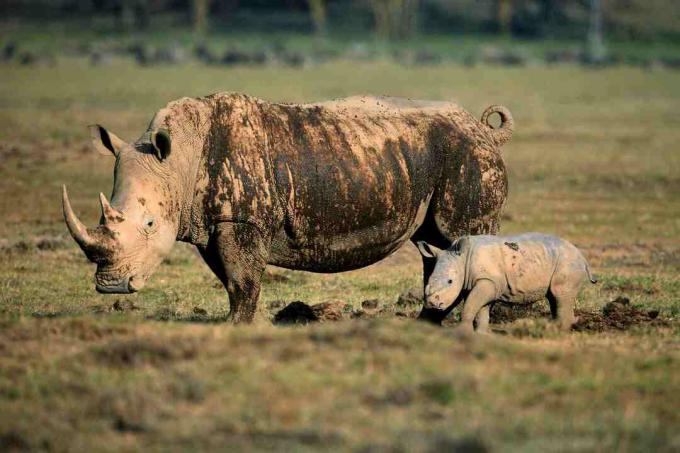 Ženski nosorog z mladičem