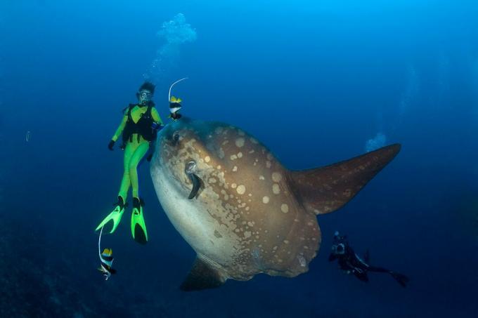 Ocean Sunfish and Diver, Mola Mola, otok Bali, Indo-Pazific, Indonezija