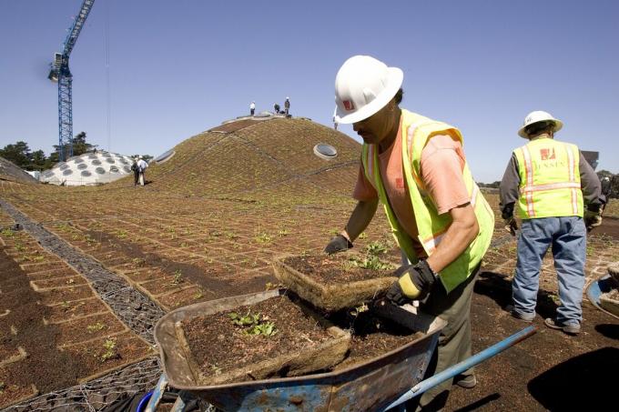 Delavci, ki gradijo živo streho na Kalifornijski akademiji znanosti