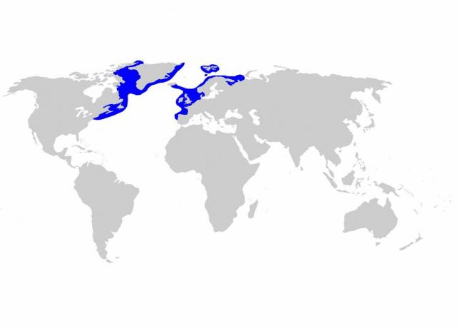 Porazdelitev grenlandskih morskih psov