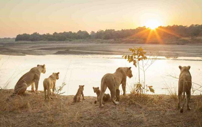 Levinje z mladiči ob reki ob sončnem zahodu v narodnem parku Južna Luangwa, Zambija