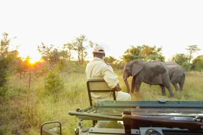 Vodnik sledilca ohranjanja, ki sedi na sprednjem delu safarija in gleda afriške slone v igri za rezervo