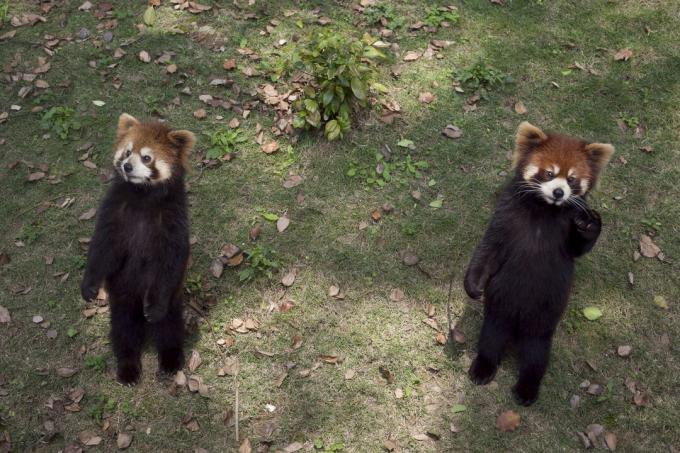 Rdeča panda, ki stoji na zadnjih nogah in iztegne kremplje, je morda videti luštna, vendar je v resnici grožnja.