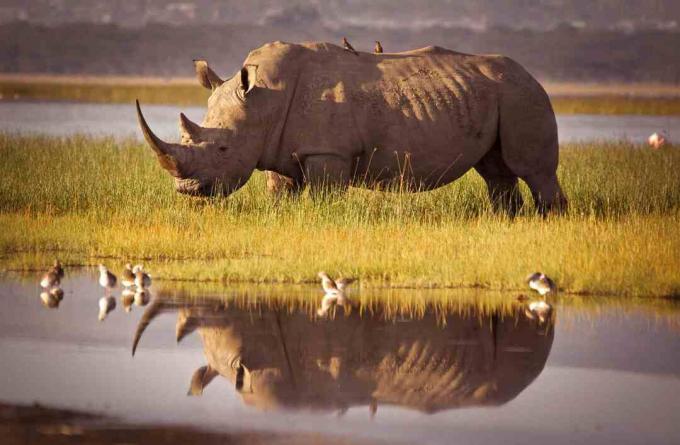 Nosorog stoji pred luknjo za vodo