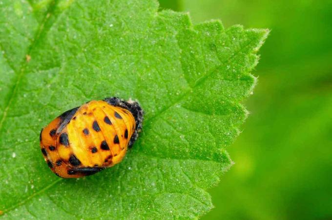 Ladybug Pupa na zelenem listu