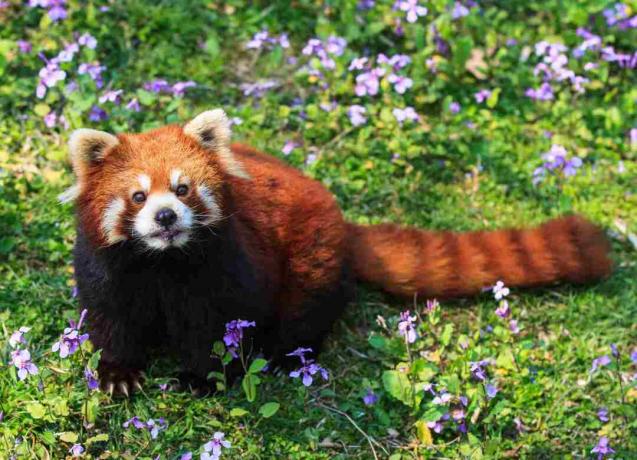 Rdeča panda ima rdečkasto krzno, maskiran obraz in zapet rep.