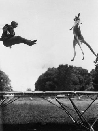 Kenguru in človek skače na trampolinu, črno-bela fotografija.
