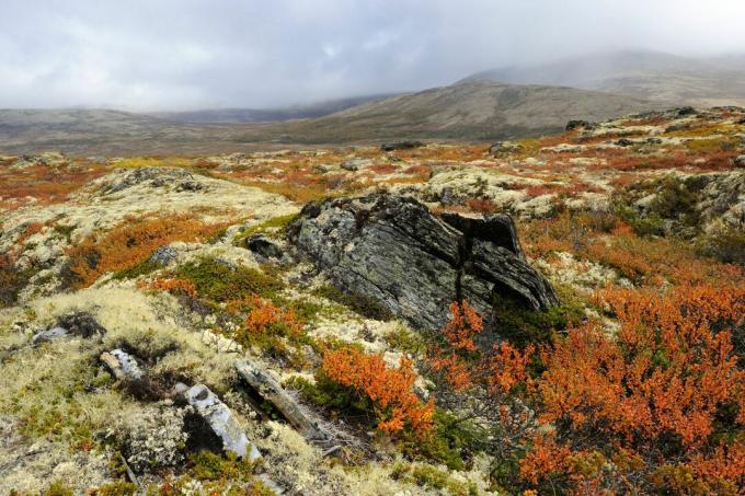 Jesenska pokrajina tundra na Norveškem, v Evropi.