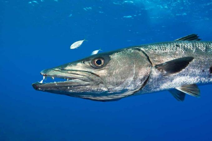 Barracuda dobi obrambo