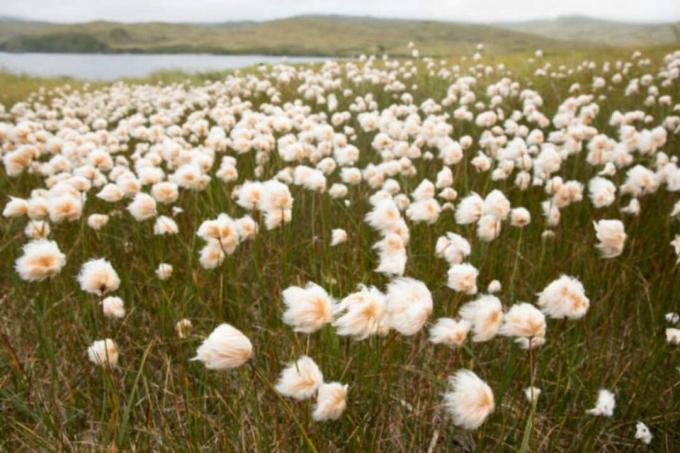 Aljaska bombažna trava Tundra