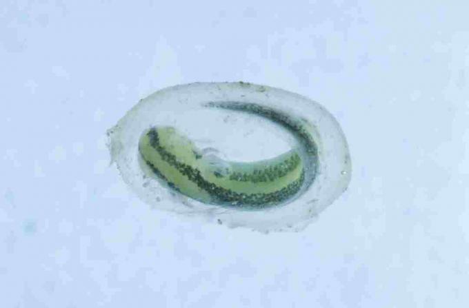To je newt v svoji jajčni vrečki. Ličinke salamandra so tako kot newts prepoznavne znotraj svojih jajc.
