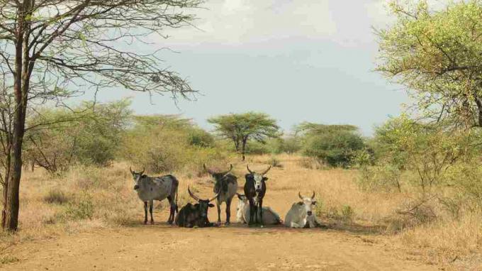 Zebu v parku Awash, Afar, Etiopija