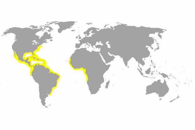 Zemljevid distribucije limonskih morskih psov.