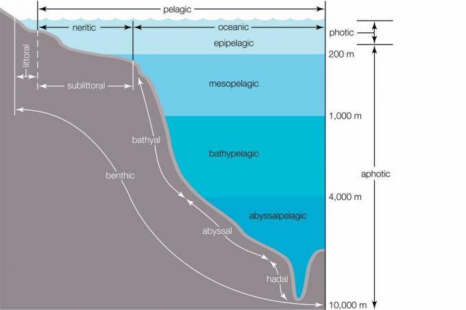 Oceanske cone