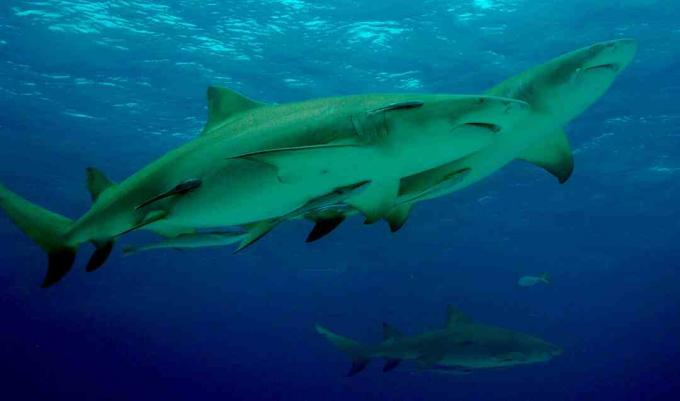 Limonski morski psi živijo v skupinah in verjamejo, da med seboj oblikujejo prijateljska razmerja.