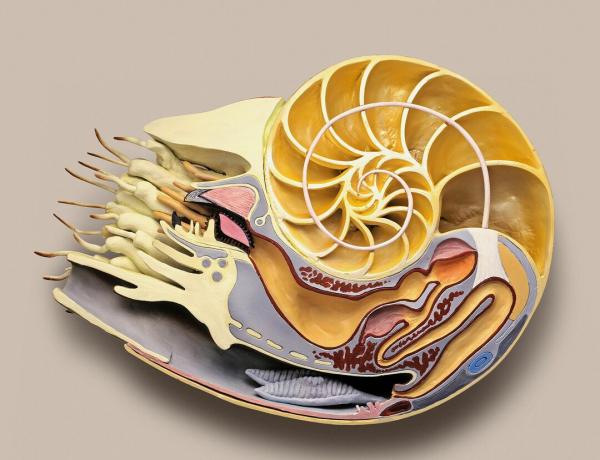 Model preseka komornega nautilusa
