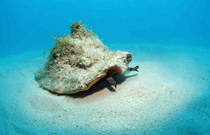 Conch Shell na Bahamih