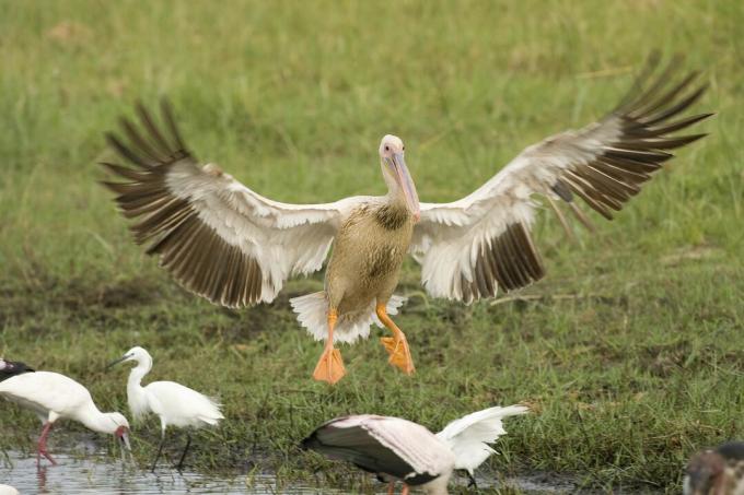 Pristajanje pelikanov (Pelecanus rufescens) z rožnatimi hrbti, pristanek Delta Okavango, Bocvana