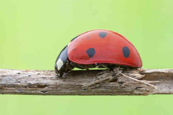 Sedem točkovnih ladybird