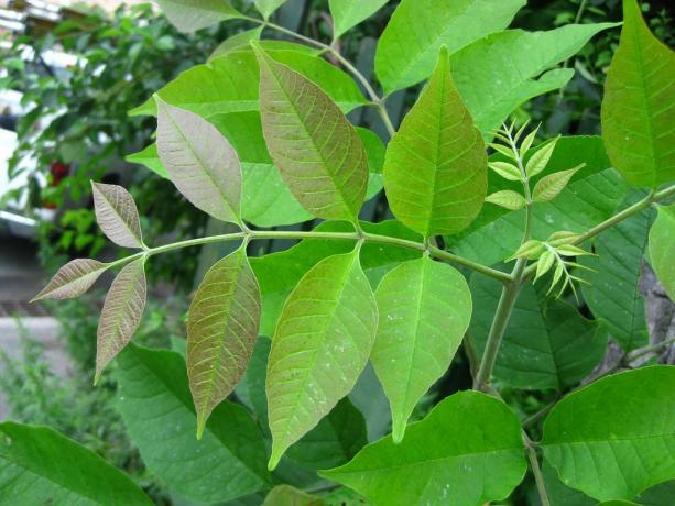 Fraxinus americana: mladi listi belega pepela