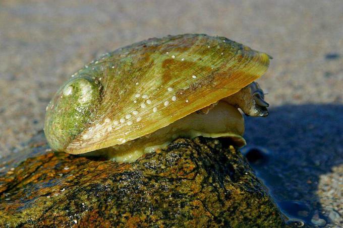 Zelena Abalone on Rock