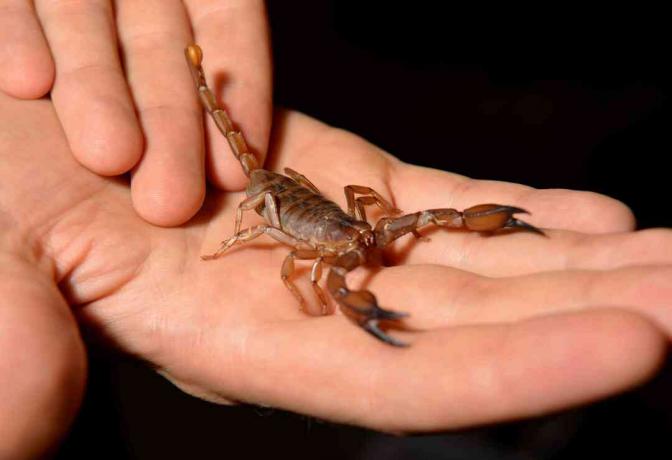 Škorpijon se drži v človeških rokah na črnem ozadju.