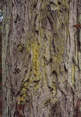 Lubje školjke Hickory: Carya laciniosa