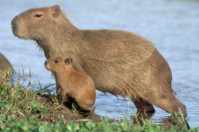 Capybara young so miniaturne različice svojih staršev.