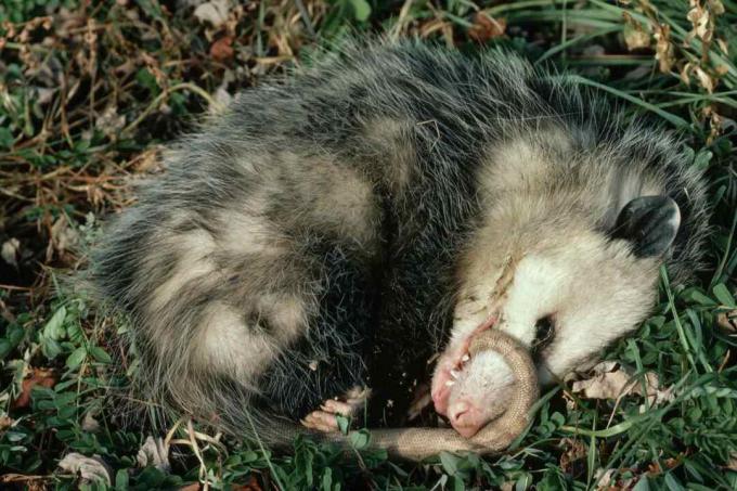 Virginia Opossum igra mrtve