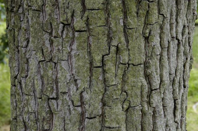 Carya tomentosa, Mockernut hickory, od blizu na lubju