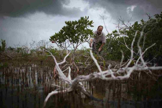 Vplivi podnebnih sprememb na tipke Florida