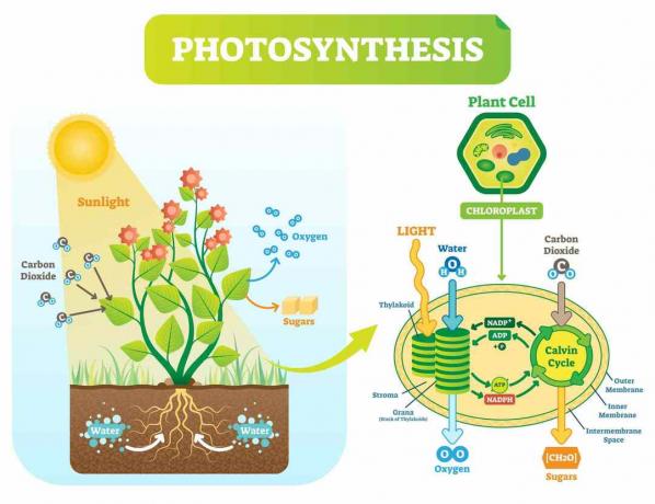 Diagram fotosinteze