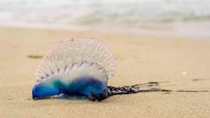 Portugalski mož vojne na plaži