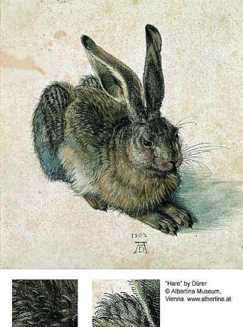 Zajec ali zajec - Albrecht Dürer
