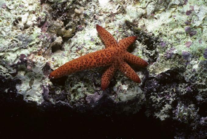 Morske zvezde obnavljajo izgubljene roke, vendar so nevretenčarji. Salamander se obnavlja, poleg tega so vretenčarji (kot ljudje).