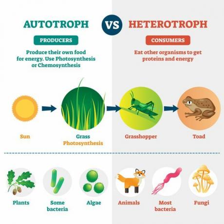 Heterotrofna in avtotrofna vektorska ilustracija. Označena biološka delitev.