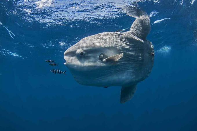 Podvodni pogled na mola molo, oceanske sunfish, zaliv Magadalena, Baja Kalifornija, Mehika