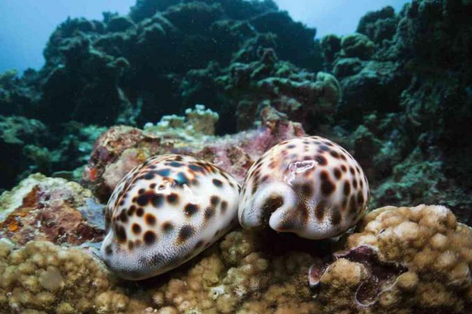 Tiger Cowries, Cypraea tigris