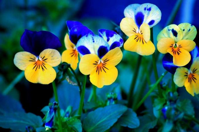 Modri ​​in rumeni cvetovi