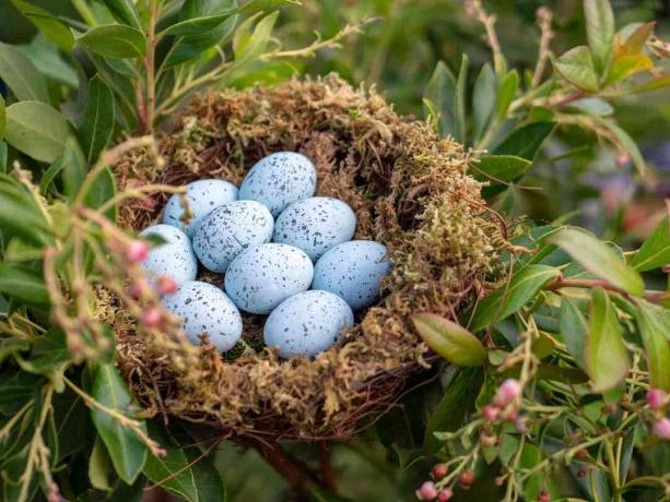 Gnezdo modrih jajčnih jajc