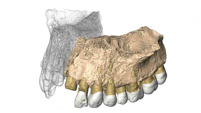 Rekonstruirana Mislaya Maxilla