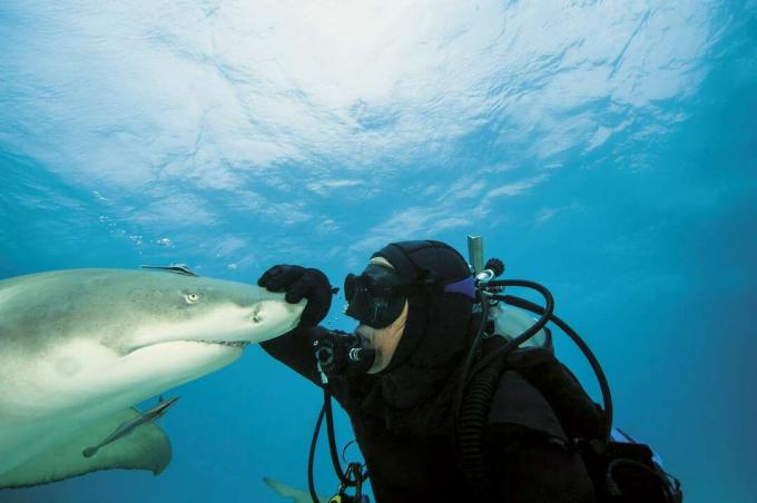 Limonski morski psi so priljubljeni pri potapljačih, ker niso navadno agresivni do ljudi.