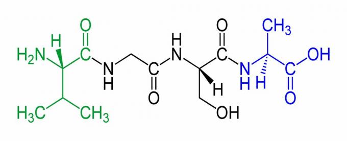 To je primer tetrapeptida z N-koncem v zeleni in C-terminusom v modri barvi.